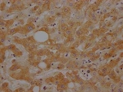 Complement C3 Antibody (4D12), Novus Biologicals 100 &mu;L; Unconjugated:Anticuerpos