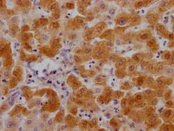 Complement C3 Antibody (8C3), Novus Biologicals 100 &mu;L; Unconjugated:Antibodies,