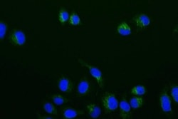 BMP-4 Antibody (19B7), Novus Biologicals 50 &mu;L; Unconjugated:Antibodies,