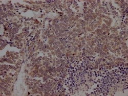 BMI-1 Antibody (1F2), Novus Biologicals 50 &mu;L; Unconjugated:Antibodies,