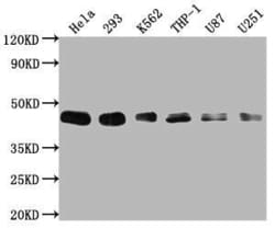BMI-1 Antibody (1F2), Novus Biologicals 50 &mu;L; Unconjugated:Antibodies,