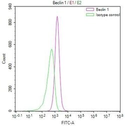 Beclin 1 Antibody (22F4), Novus Biologicals:Antibodies:Primary Antibodies