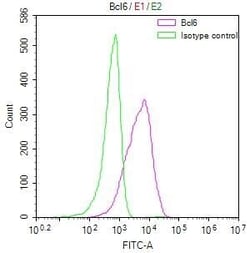Bcl-6 Antibody (6E3), Novus Biologicals:Antibodies:Primary Antibodies