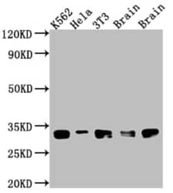 bcl-x Antibody (5E9), Novus Biologicals 50 &mu;L; Unconjugated:Antibodies,