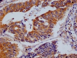 BCAP31 Antibody (12G12), Novus Biologicals 50 &mu;L; Unconjugated:Antibodies,