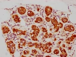 BAG3 Antibody (3D8), Novus Biologicals:Antibodies:Primary Antibodies