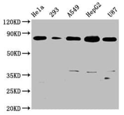BAG3 Antibody (3D8), Novus Biologicals:Antibodies:Primary Antibodies