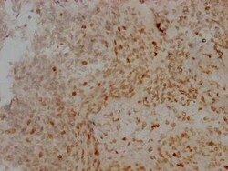 Aurora B Antibody (4E5), Novus Biologicals 100 &mu;L; Unconjugated:Antibodies,