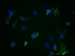 Aurora A Antibody (1H8), Novus Biologicals 100 &mu;L; Unconjugated:Antibodies,