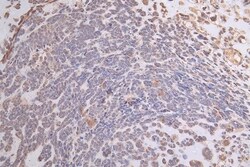 ATP7b Antibody (36D12), Novus Biologicals 100 &mu;L; Unconjugated:Antibodies,