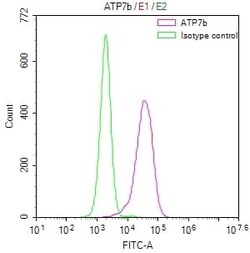 ATP7b Antibody (36D12), Novus Biologicals 100 &mu;L; Unconjugated:Antibodies,