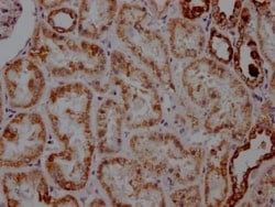 ATP5A Antibody (5G11), Novus Biologicals 50 &mu;L; Unconjugated:Antibodies,