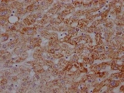 ATP5A Antibody (5G11), Novus Biologicals 50 &mu;L; Unconjugated:Antibodies,