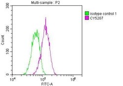ATM Antibody (3G11), Novus Biologicals:Antibodies:Primary Antibodies