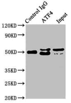 ATF4 Antibody (9E1), Novus Biologicals 50 &mu;L; Unconjugated:Antibodies,