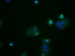 ATF4 Antibody (9E1), Novus Biologicals 50 &mu;L; Unconjugated:Antibodies,