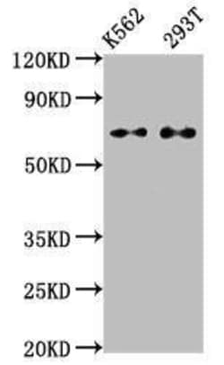 ATF2 Antibody (3D12), Novus Biologicals:Antibodies:Primary Antibodies
