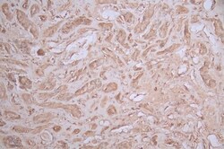 Argininosuccinate Synthase Antibody (18G11), Novus Biologicals 50 &mu;L;