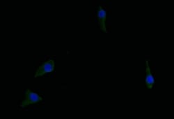 Argininosuccinate Synthase Antibody (18G11), Novus Biologicals 50 &mu;L;