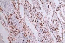 Aquaporin-4 Antibody (22F10), Novus Biologicals:Antibodies:Primary Antibodies