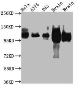 APP Antibody (6F10), Novus Biologicals 50 &mu;L; Unconjugated:Antibodies,
