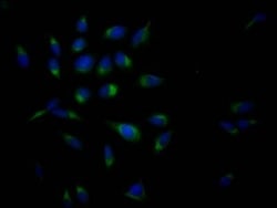 APP Antibody (6F10), Novus Biologicals 50 &mu;L; Unconjugated:Antibodies,