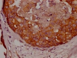 APC Antibody (5F2), Novus Biologicals 100 &mu;L; Unconjugated:Antibodies,