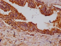 Annexin A2 Antibody (10H9), Novus Biologicals 50 &mu;L; Unconjugated:Antibodies,