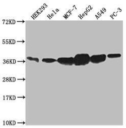 Annexin A2 Antibody (10H9), Novus Biologicals 50 &mu;L; Unconjugated:Antibodies,