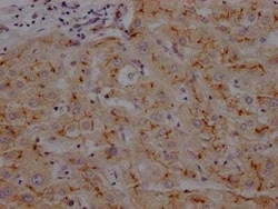 Aminopeptidase N/CD13 Antibody (6E9), Novus Biologicals:Antibodies:Primary