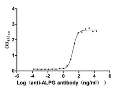 ALPPL2 Antibody (29A5), Novus Biologicals 50 &mu;L; Unconjugated:Antibodies,