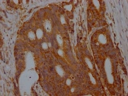 Aldolase A Antibody (7D8), Novus Biologicals 100 &mu;L; Unconjugated:Antibodies,
