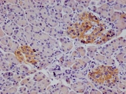 ALCAM/CD166 Antibody (21B9), Novus Biologicals 50 &mu;L; Unconjugated:Antibodies,