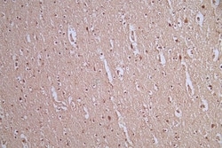 AKT1/2/3 Antibody (16E10), Novus Biologicals 50 &mu;L; Unconjugated:Antibodies,