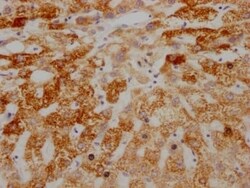 AIF Antibody (4B2), Novus Biologicals 100 &mu;L; Unconjugated:Antibodies,