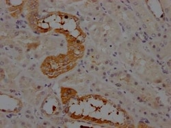 Serpin A8/Angiotensinogen Antibody (8A9), Novus Biologicals 100 &mu;L;
