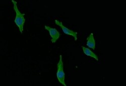 Ago2/eIF2C2 Antibody (7C2), Novus Biologicals:Antibodies:Primary Antibodies