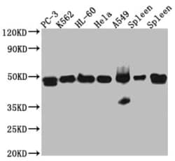 ACTR3 Antibody (7E5), Novus Biologicals:Antibodies:Primary Antibodies