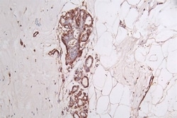 Actin Antibody (4C1), Novus Biologicals:Antibodies:Primary Antibodies