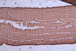 Actin Antibody (4C1), Novus Biologicals:Antibodies:Primary Antibodies