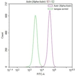 Actin Antibody (4C1), Novus Biologicals:Antibodies:Primary Antibodies