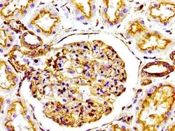Actin Antibody (25E3), Novus Biologicals:Antibodies:Primary Antibodies