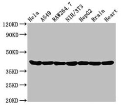Actin Antibody (25E3), Novus Biologicals:Antibodies:Primary Antibodies