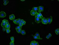 Actin Antibody (25E3), Novus Biologicals:Antibodies:Primary Antibodies