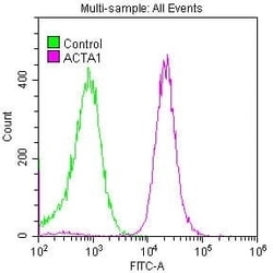 Actin Antibody (25E3), Novus Biologicals:Antibodies:Primary Antibodies