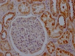 Aconitase 2 Antibody (8H4), Novus Biologicals:Antibodies:Primary Antibodies