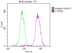 ATP Citrate Lyase Antibody (3A5), Novus Biologicals:Antibodies:Primary