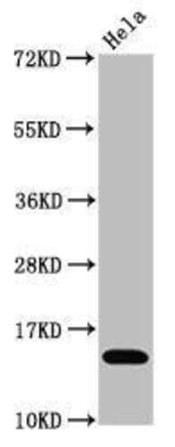 Histone H3.1, ac Lys4 Antibody (4H6), Novus Biologicals:Antibodies:Primary
