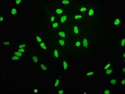 Histone H3.1, ac Lys4 Antibody (4H6), Novus Biologicals:Antibodies:Primary