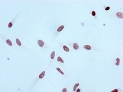 Histone H3.1, ac Lys4 Antibody (4H6), Novus Biologicals:Antibodies:Primary